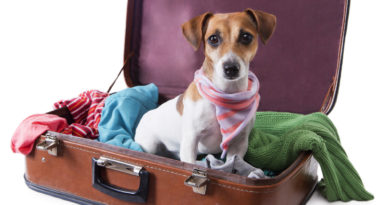 traveling with your pet