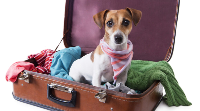 traveling with your pet