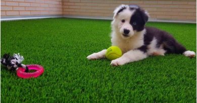 Dog Friendly Artificial Grass