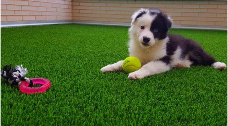 Dog Friendly Artificial Grass