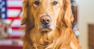 Everyday household items that are poisonous for your feline friend