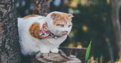 cat bandanas and hammocks