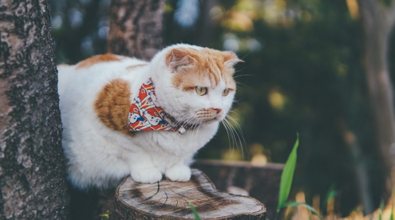 cat bandanas and hammocks