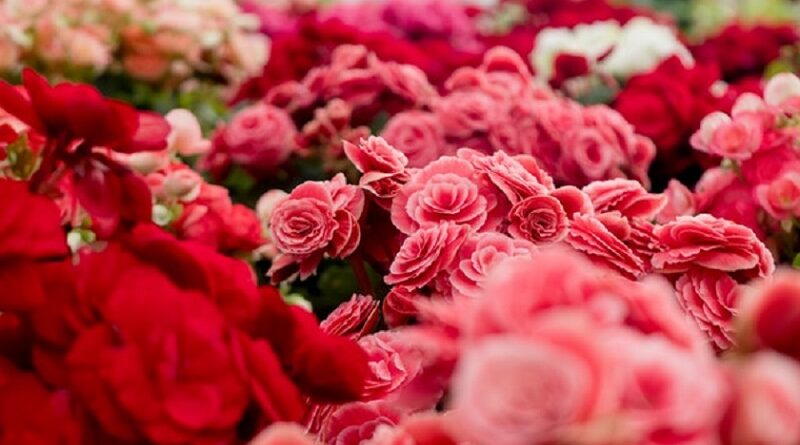 Beautiful Flowers