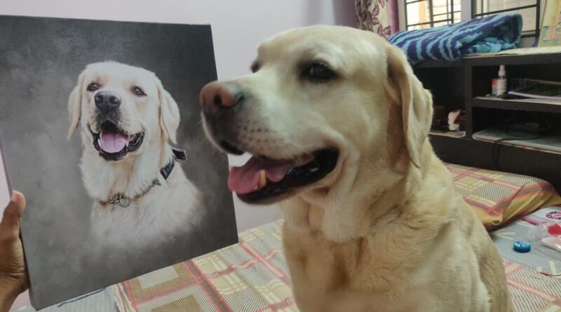 Dog Portraits