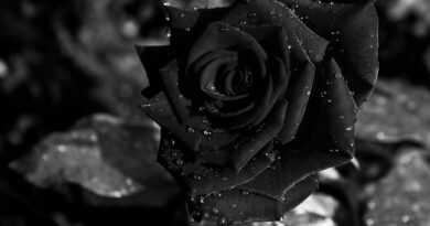 black rose