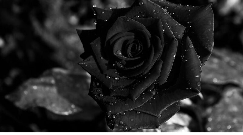 black rose