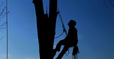 tree pruning services