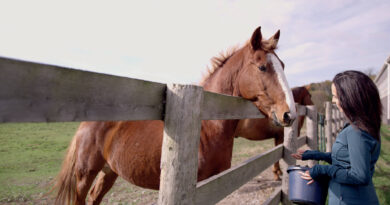 Fox Equine Nutrition