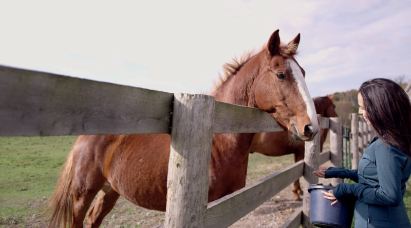 Fox Equine Nutrition