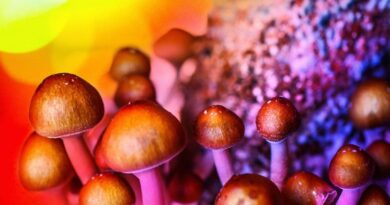 Psilocybin Mushrooms