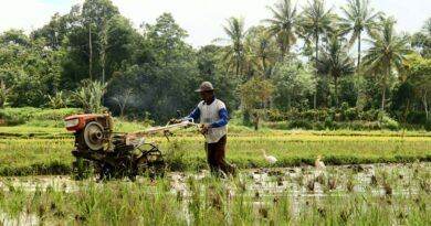 Rice Transplanters A Worthy Investment for Farmers