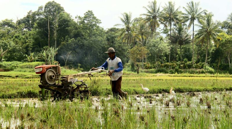 Rice Transplanters A Worthy Investment for Farmers