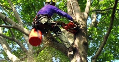 tree removal service