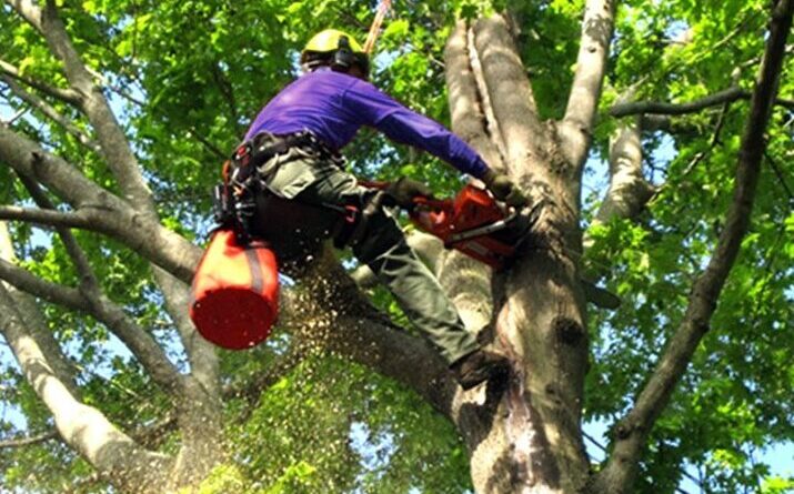 tree removal service