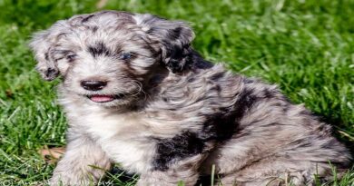 Doodle Puppies for sale Chicago