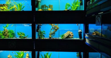 Types of Fish Tank Soil