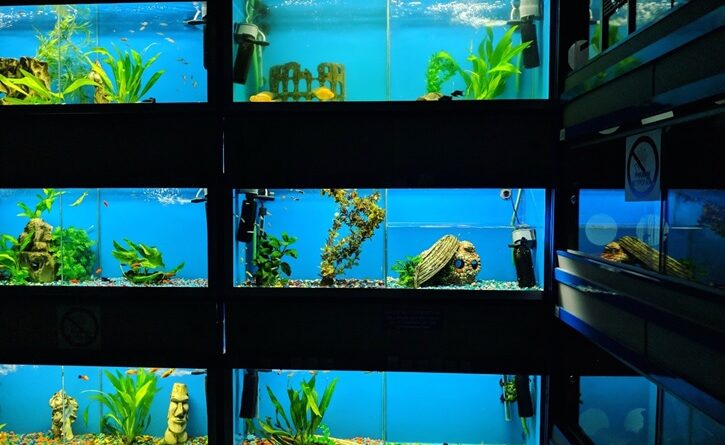 Types of Fish Tank Soil