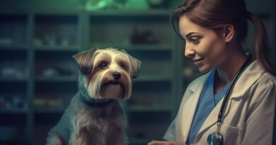 Emotional Support Training Veterinarians Undertake