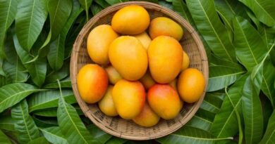 Mangoes of India: From Alphonso to Dasheri
