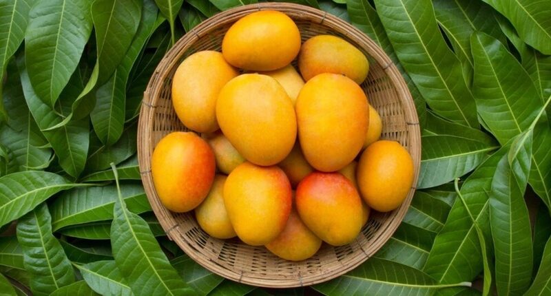Mangoes of India: From Alphonso to Dasheri